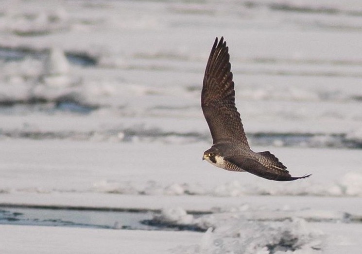 Wanderfalke im Flug